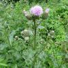 Cirsium arvense (Canadian thistle) plant