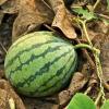 Citrullus lanatus (Watermellon) fruit