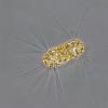 Corethron criophilum (Diatom)