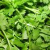 Coriandrum sativum (Cilantro) leaves