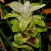 Curcuma longa (Turmeric) leaves