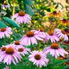 Echinacea angustifolia (Blacksamson echinacea)