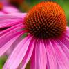 Echinacea purpurea (Purple cornflower) flower