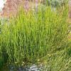 Ephedra sinica (Mormon tea) plant