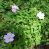 Geranium maculatum (Wild geranium) plant