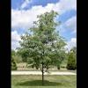 Gleditsia triacanthos (Honey locust) tree