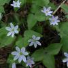 Hepatica acutiloba (Sharplobe hepatica) flowers