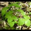 Hepatica acutiloba (Sharplobe hepatica) plant