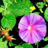 Ipomoea indica (Blue morning-glory) flower