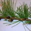 Larix decidua (European larch) needles and male cones