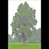 Liriodendron tulipfera (Tulip tree) tree