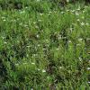 Lobelia chinensis (Asian lobelia) plants