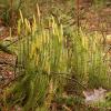 Lycopodium annotinum (Stiff club moss)