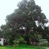 Mangifera indica (Mango) tree