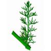 Matricaria chamomilla (Chamomille) leaf
