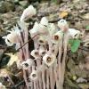 Monotropa uniflora (Indianpipe)