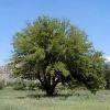 Morus rubra (Red mulberry) tree