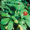 Panax ginseng (Ginseng) plant