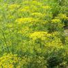 Pimpinella anisum (Anise) plant