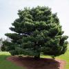 Pinus strobus (Eastern white pine) tree