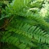 Polypodium vulgare (Common polypody) leaves