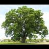 Quercus alba (White oak) tree