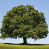 Quercus rubra (Northern red oak) tree