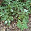 Rhododendron maximum (Rosebay rhododendron) leaves