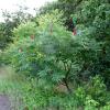 Rhus typhina (Staghorn sumac) tree