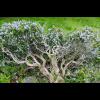 Salvia rosmarinus (Rosemary) mature plant