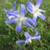 Scilla luciliae (Glory of the snow)