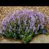 Scutellaria indica (Skullcap) plant