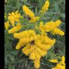 Solidago canadensis (Canada goldenrod) flowers