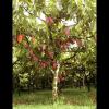 Theobroma cacao (Cacao tree) tree