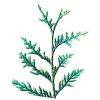 Thuja occidentalis (Eastern white cedar) leaves