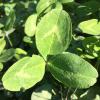 Trifolium pratense (Red clover) leaves