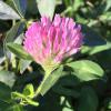 Trifolium pratense (Red clover) flower