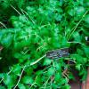 Valeriana officinalis (Valerian) plant