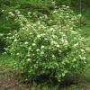 Viburnum lantana (Wayfaring tree) tree